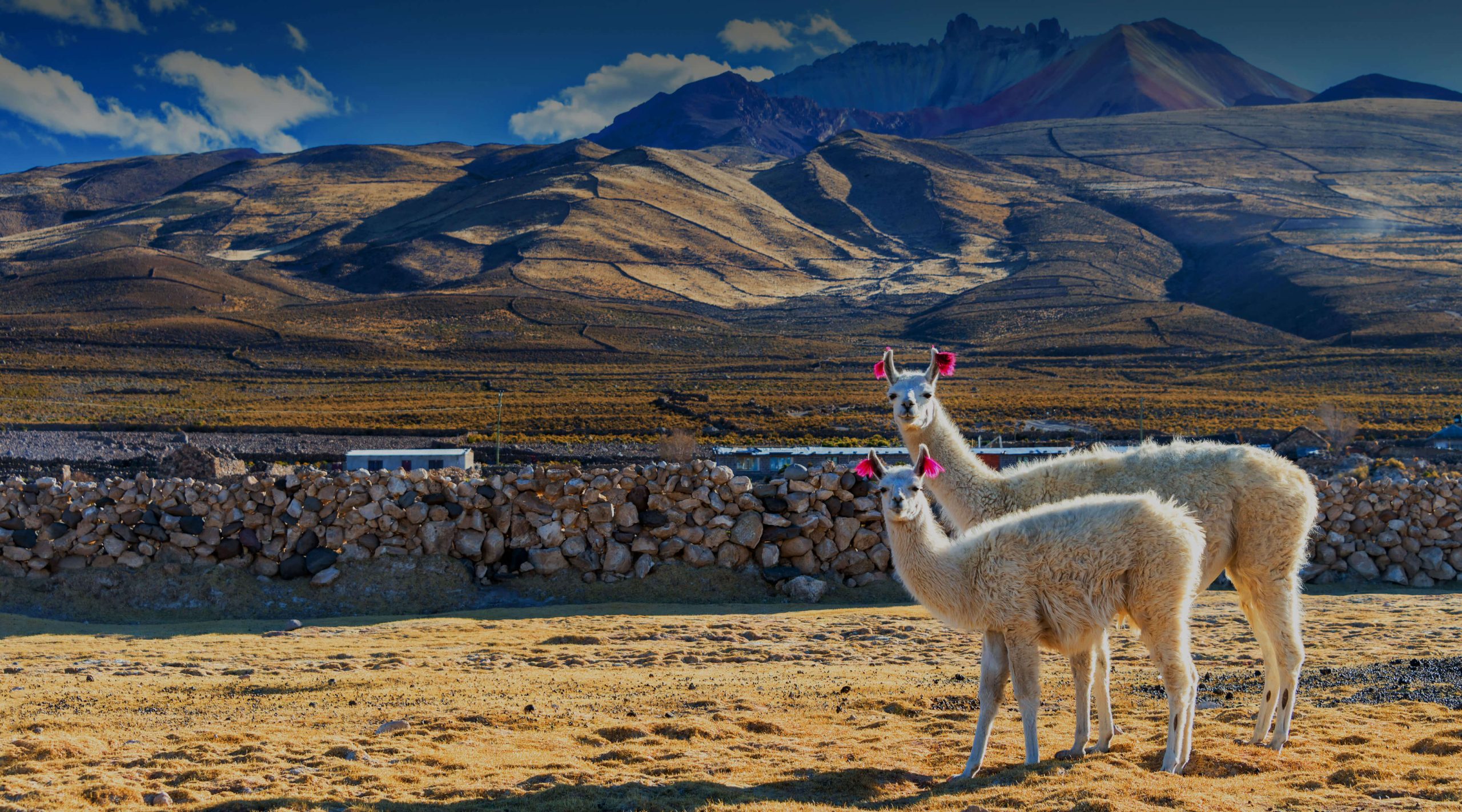 Download the best VPN for Bolivia in 2025